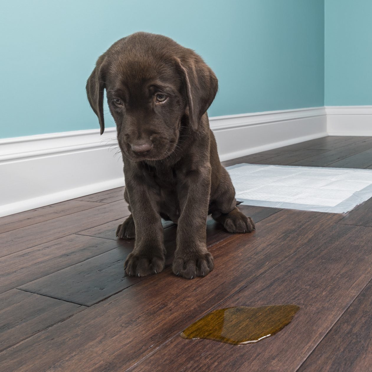 A puppy sits on wooden flooring, looking down at a small puddle of liquid nearby, with a light blue wall in the background.