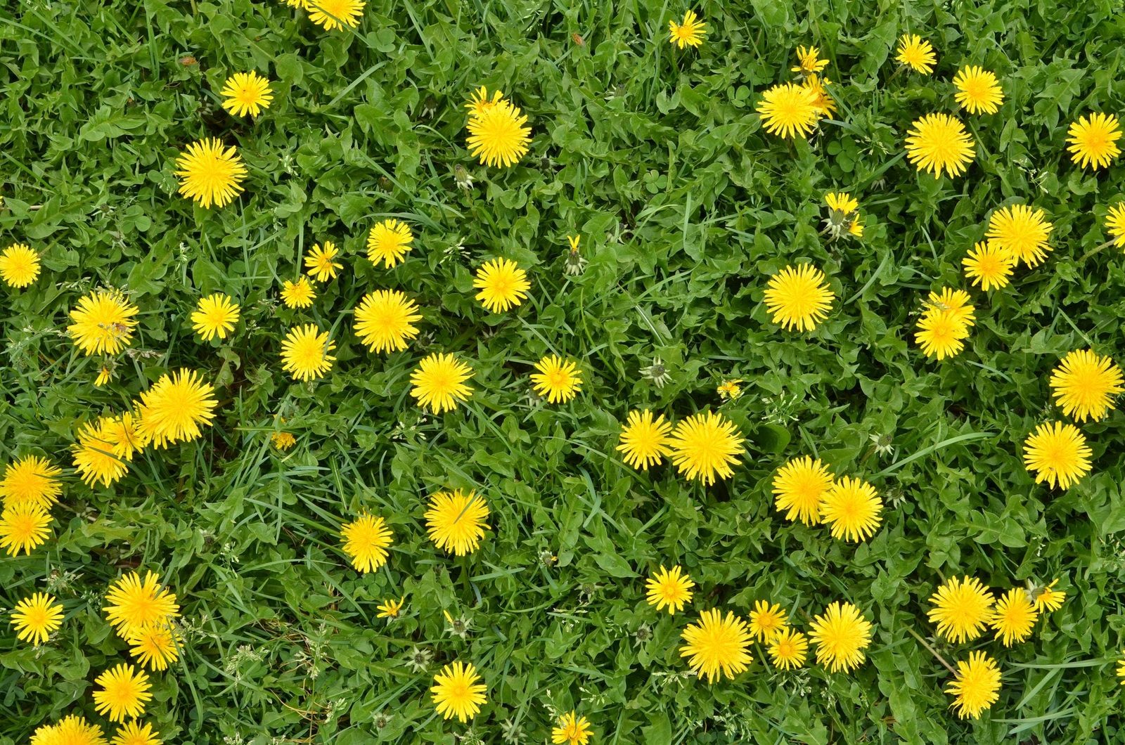 How to Get Rid of Dandelions in Your Lawn