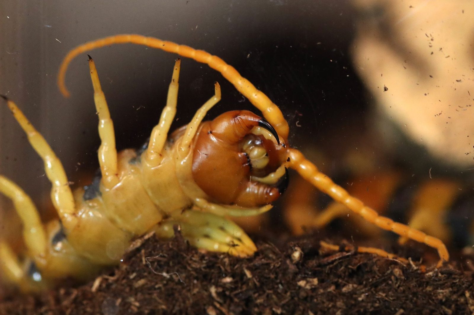 What To Know About Giant Centipedes