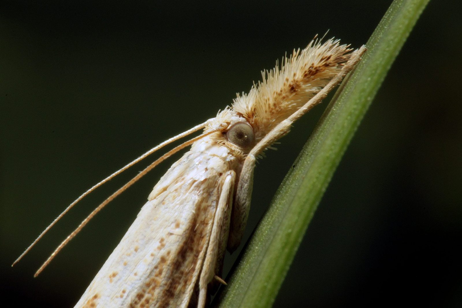 A small moth rests upright on a green leaf, its textured body and long antennae visible, with a dark background enhancing its delicate featu