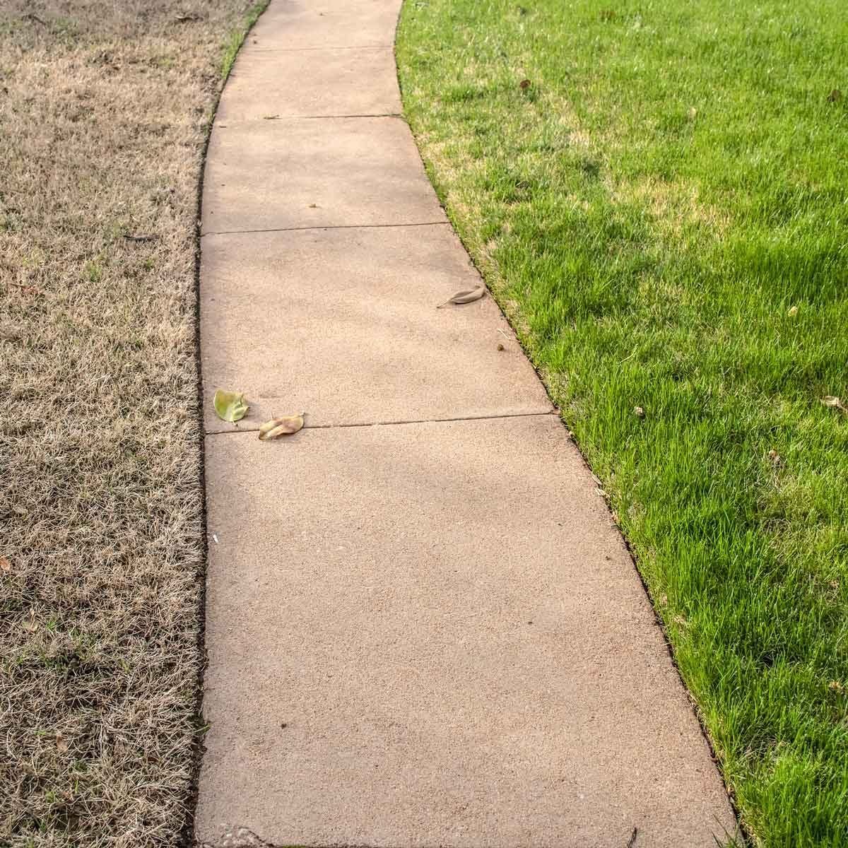 A curved concrete walkway separates dry, brown grass from lush green grass, with a few fallen leaves scattered along the path.