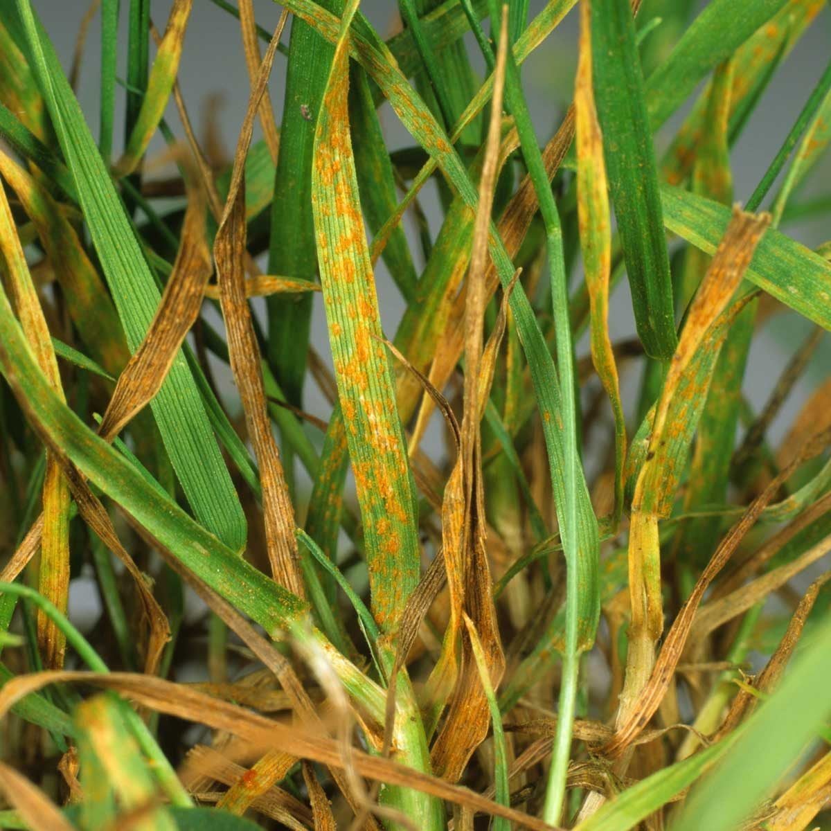 Foliage intertwines, revealing some healthy green grass alongside withering yellow and brown blades, indicating possible disease or environm