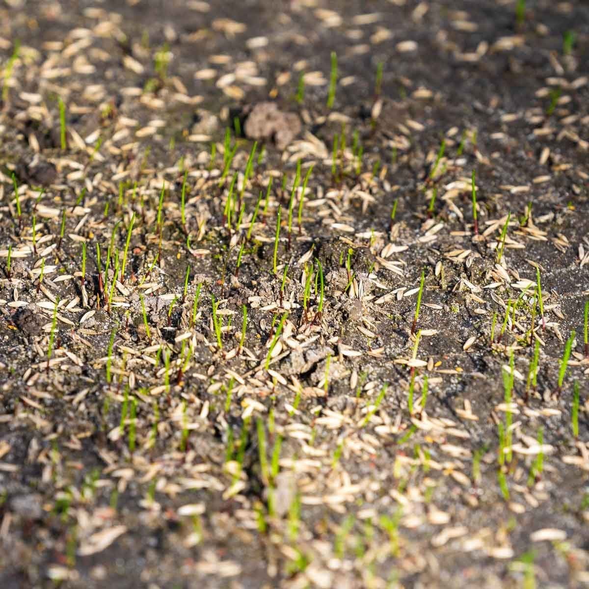 Green shoots emerge from dark soil scattered with small, light-colored seed casings, indicating new growth in a natural environment.
