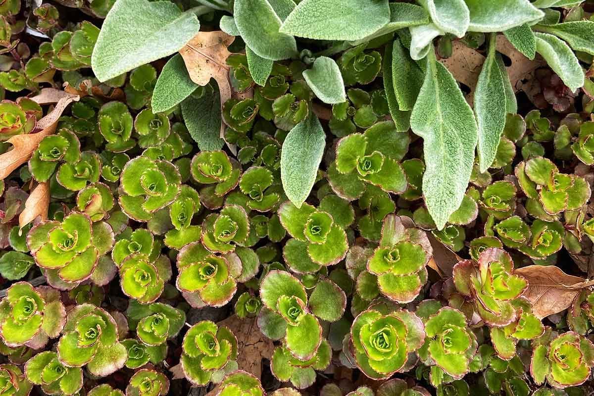 Low-Maintenance Landscaping Ideas for Your Yard and Garden