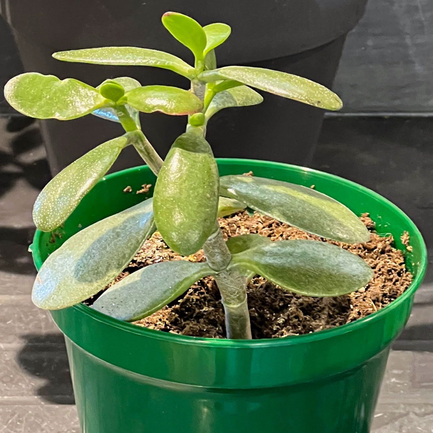Essential Tips for Jade Plant Care