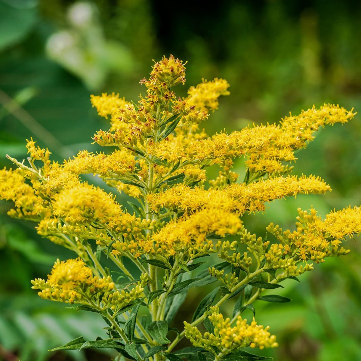 A flowering plant with bright yellow blossoms grows upright among lush green foliage, displaying clusters of flowers at various stages of bl