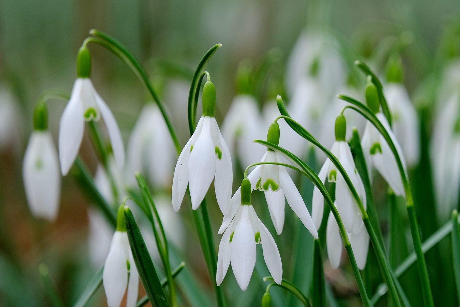 Delicate white snowdrop flowers sway gently among slender green leaves in a soft, blurred background, suggesting a serene, natural setting.