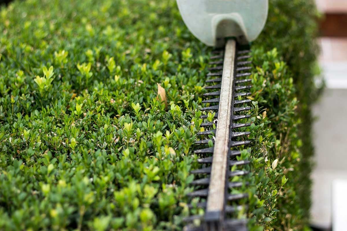 Homeowner's Guide to Shrub Care