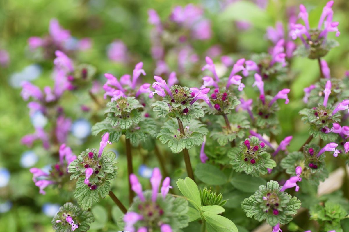 Clusters of vibrant purple flowers bloom above green, textured leaves in a lush, blurred garden background, creating a lively and colorful s