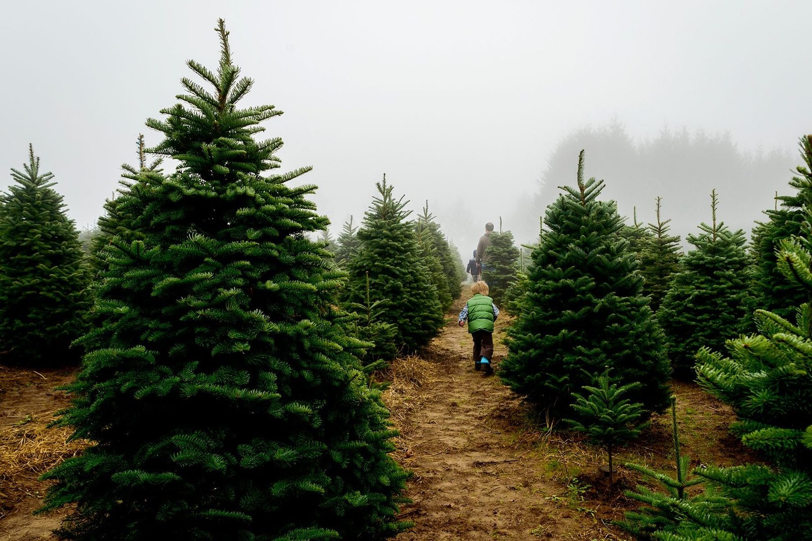 A child runs through a foggy Christmas tree farm, flanked by dense evergreen trees, while an adult walks ahead on a dirt path.
