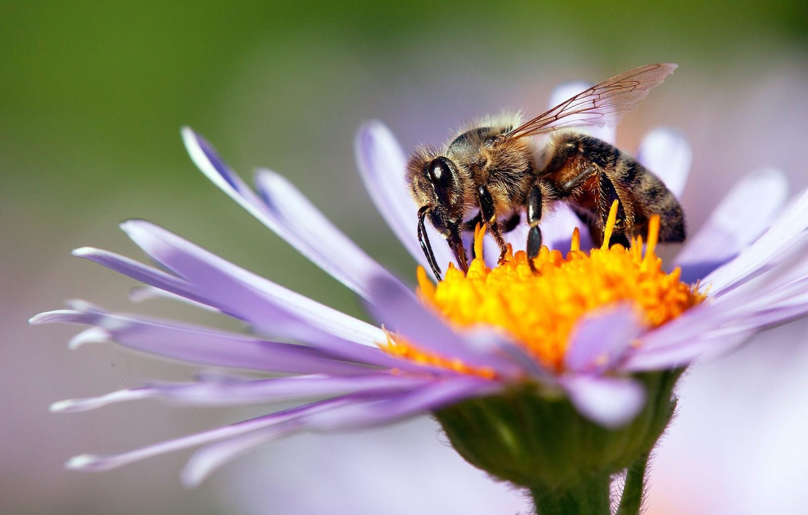 A bee is collecting nectar from the vibrant orange center of a light purple flower, surrounded by a soft green background.