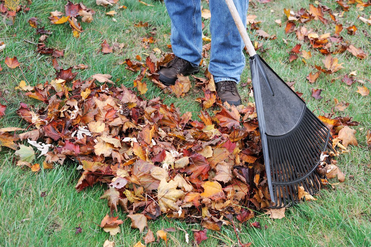 man working in the yard to clean fallen leaves by fan rake
