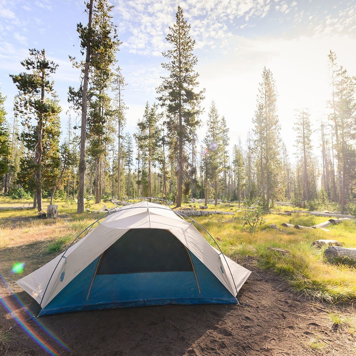 A tent rests on sandy ground surrounded by tall pine trees, with sunlight filtering through foliage and illuminating the serene forest lands