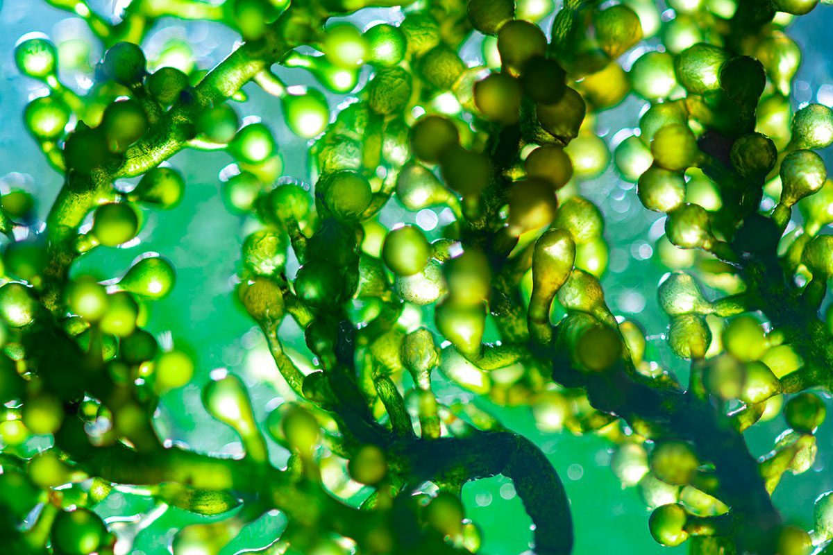 Not All Algae Is Harmless — Here's When It Becomes a Real Health Threat