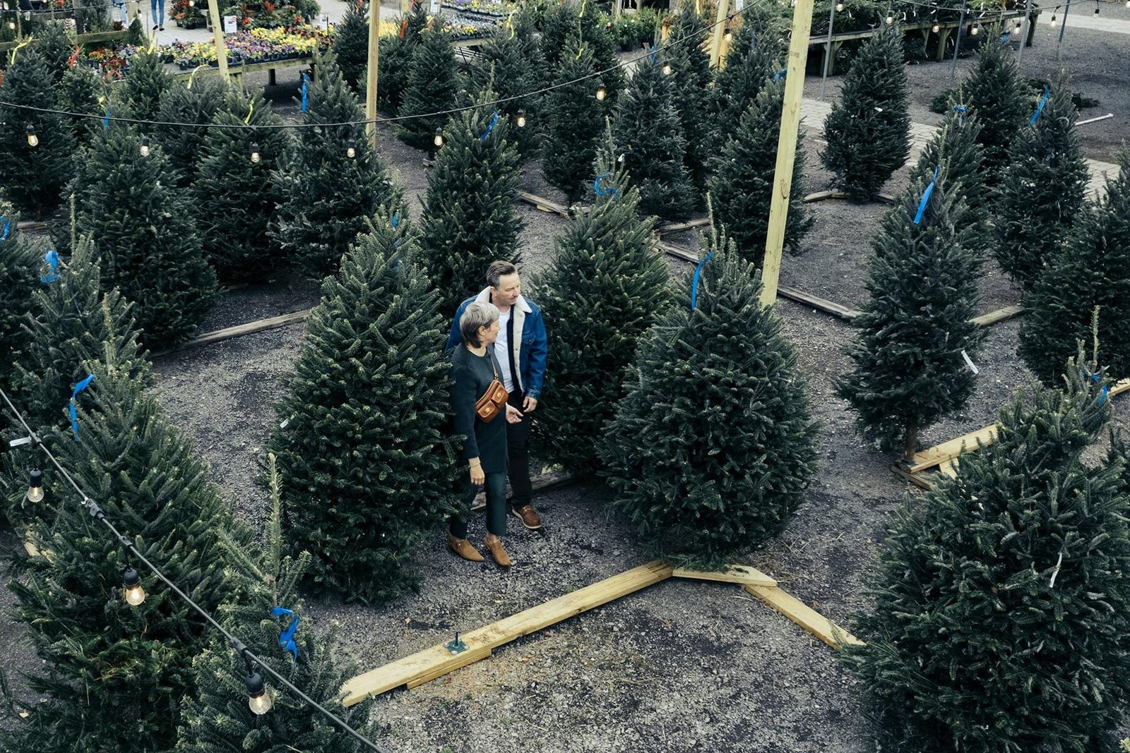 Two people stand among several Christmas trees, discussing their choices in a festive outdoor market decorated with lights and surrounded by