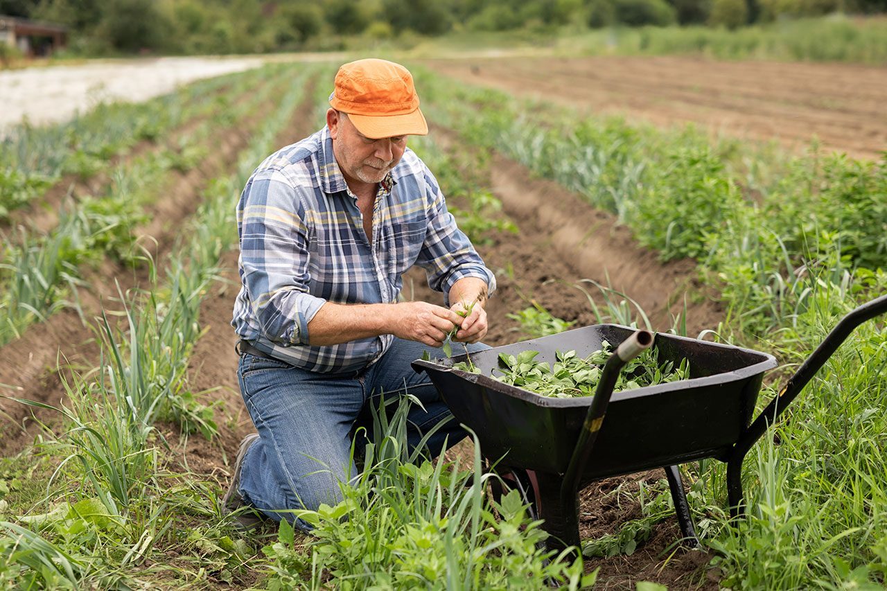 When Are You Too Old to Pull Weeds? Experts Weigh In