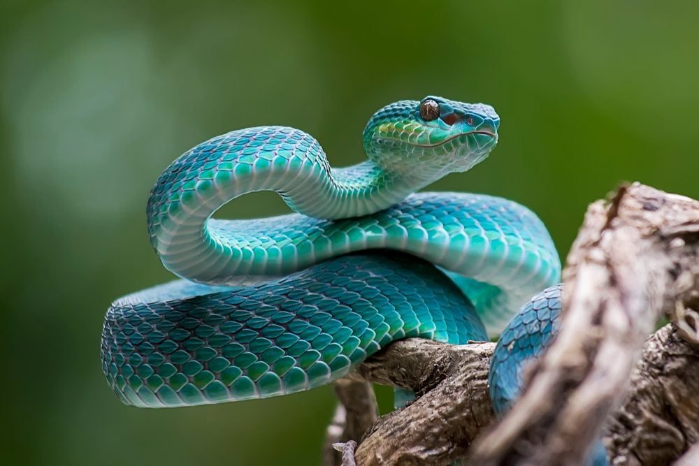 How to Avoid Snakes Slithering Up Your Toilet