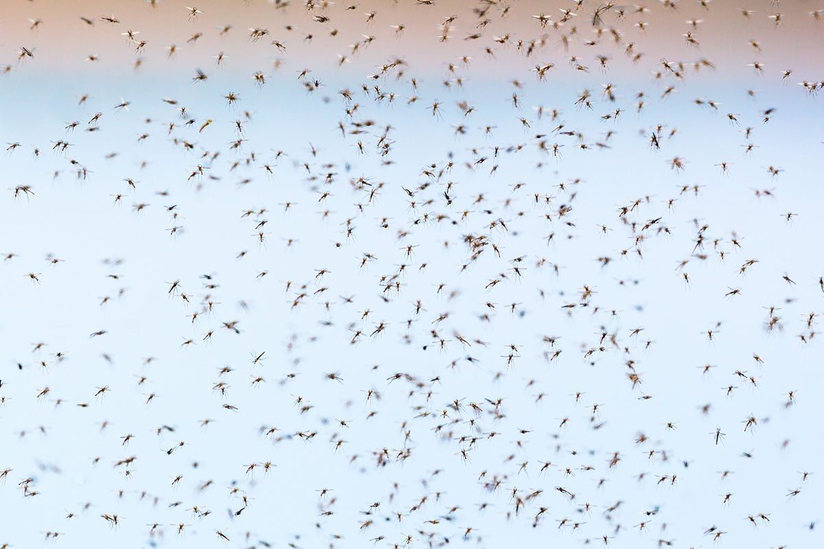 How To Get Rid Of Gnats
