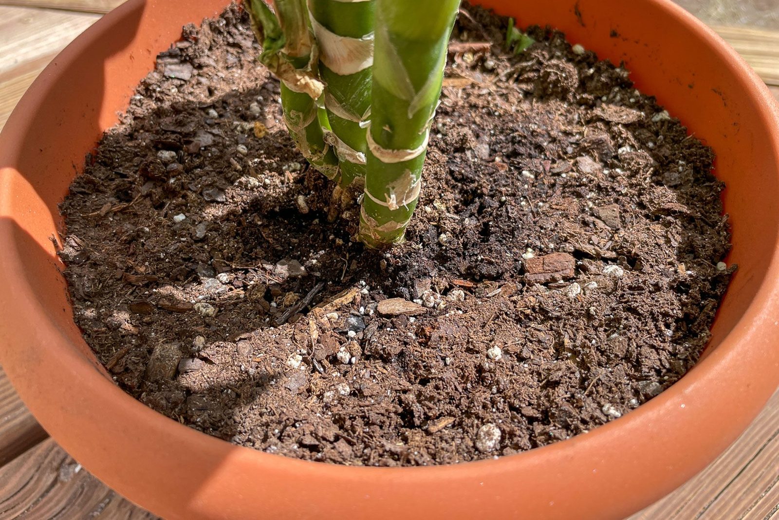 How to Get Rid of Houseplant Gnats