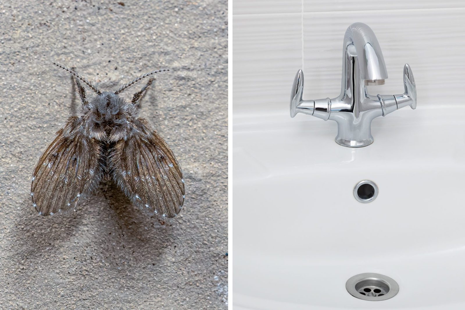 How to Get Rid of Small Flies In Your Bathroom