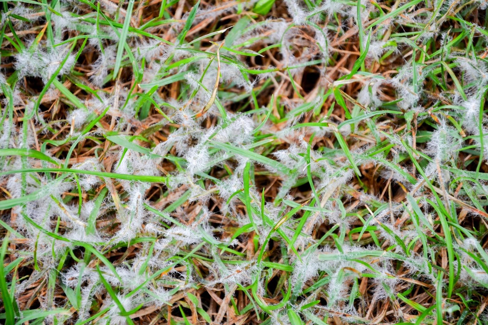 How to Get Rid of Snow Mold Safely