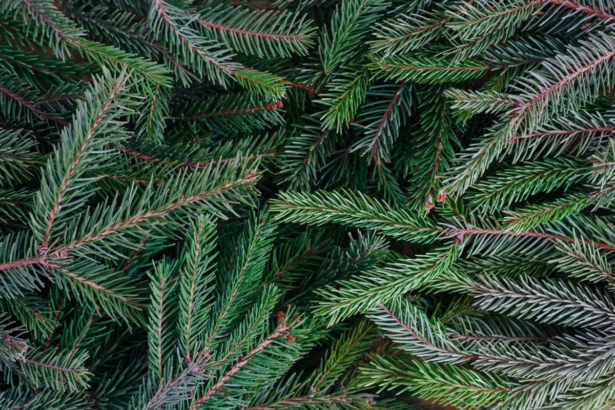 pine tree branches