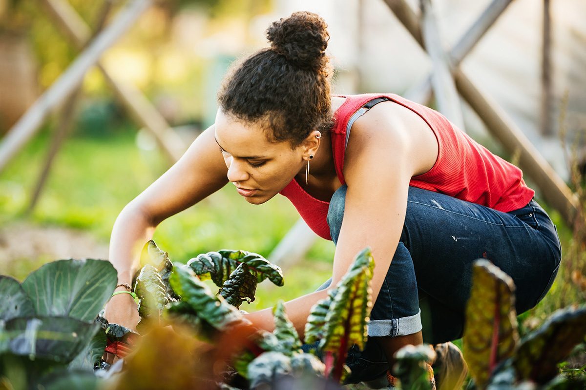 The Foolproof Method for Harvesting Rhubarb the Right Way