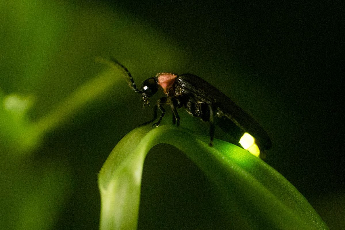 How to Turn Your Yard Into a Refuge for Fireflies