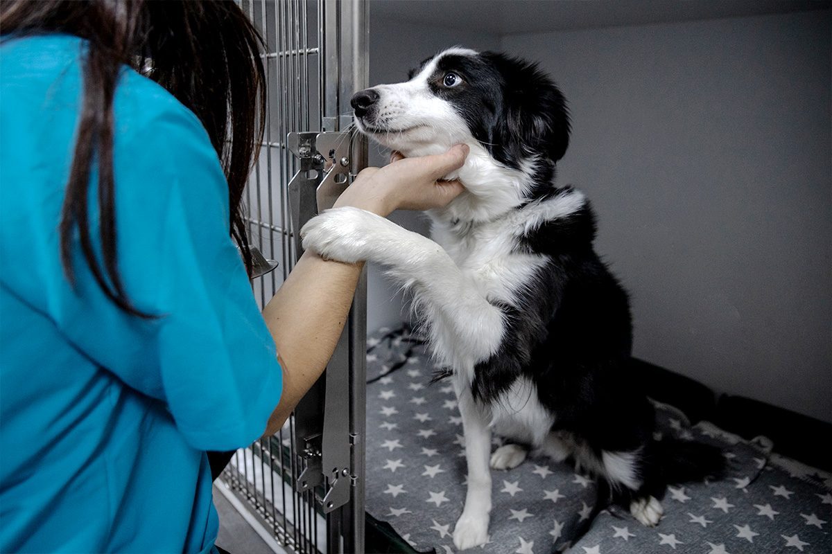 How to Get Your Home Ready for Adopting a New Dog