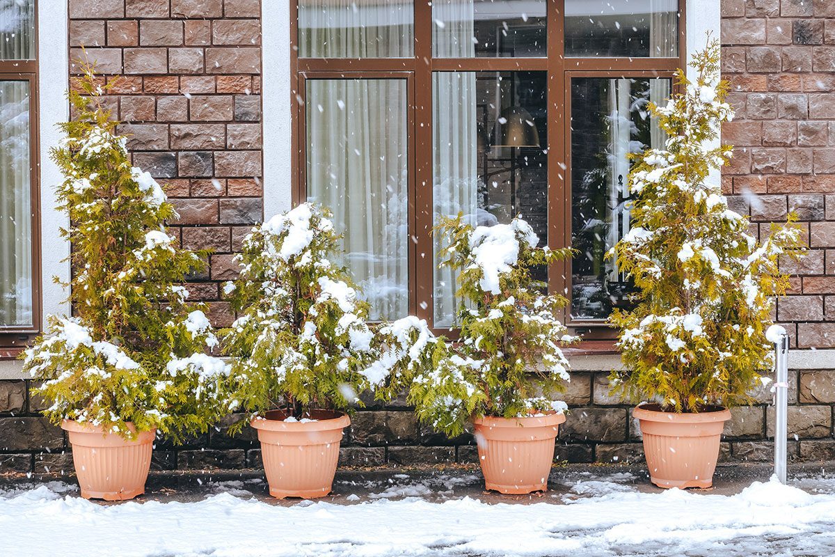 A Guide to Protecting Your Plants From a Snow Storm