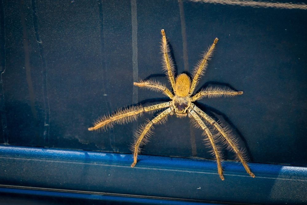 Chlorine Bomb for Car Spiders – Quick and Easy Pest Removal