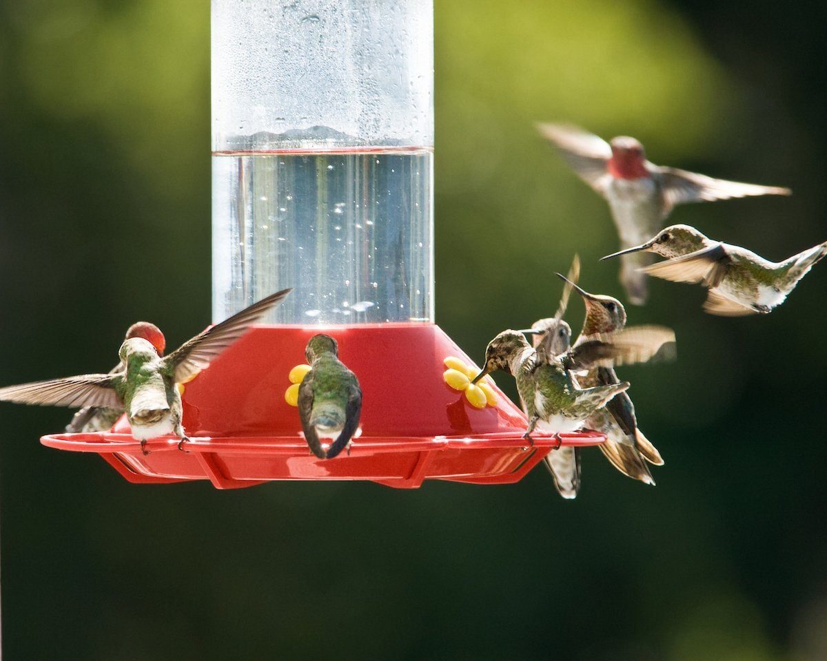 Hummingbirds gather around a red feeder, flapping their wings rapidly to sip nectar, set against a blurred green background.