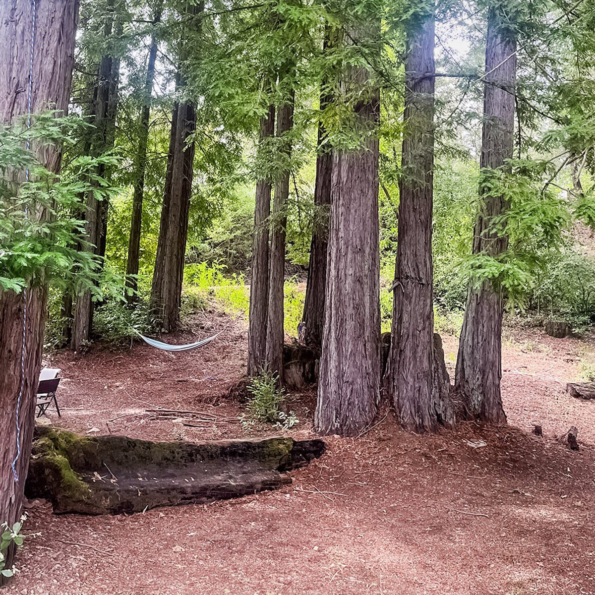 A peaceful forest scene with tall redwood trees, a hammock tied between two trees, and a bench nearby on the earthy ground covered with pine needles. Sunlight filters through the