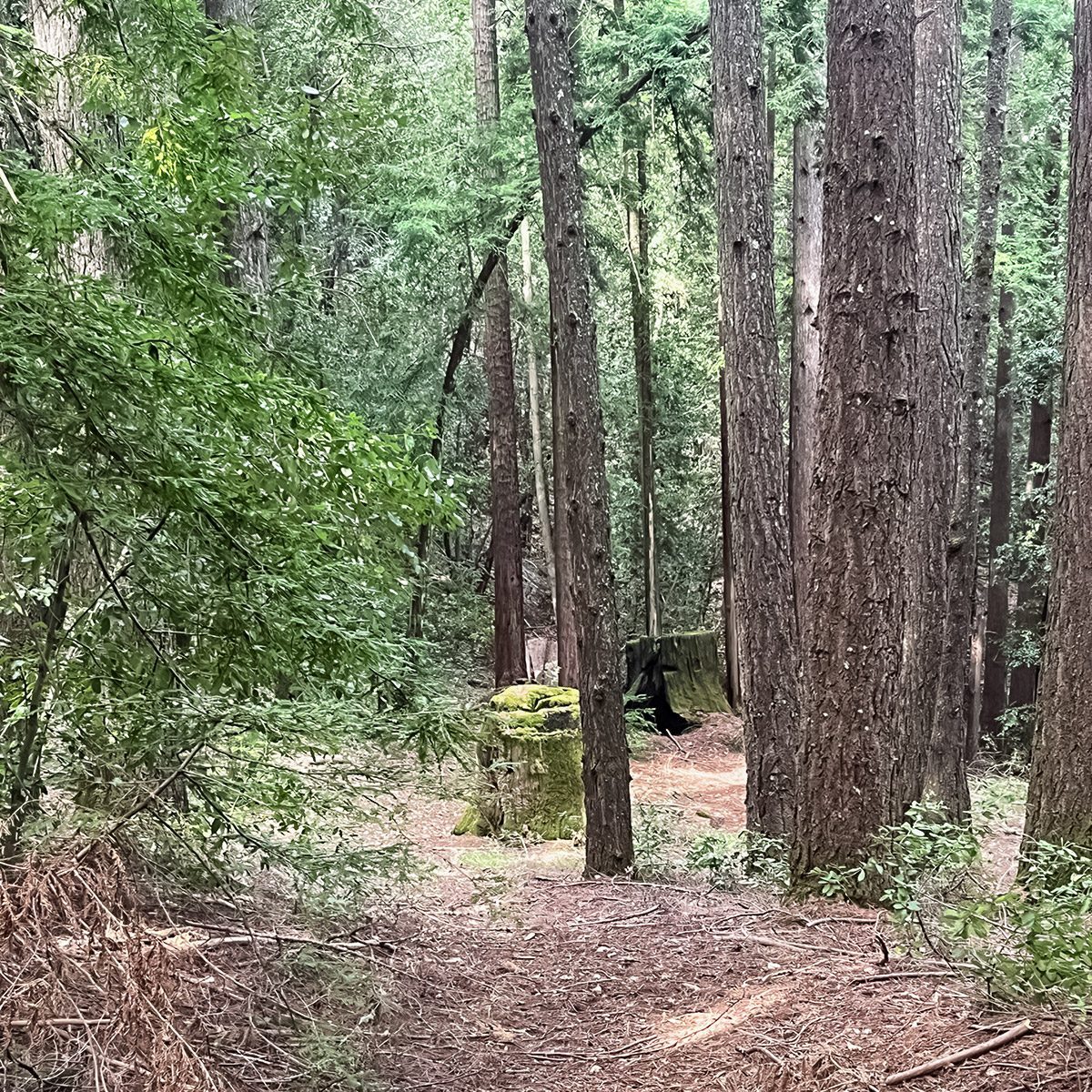 I've Lived in the Redwoods for 20 Years — Here's What the Forest Taught Me