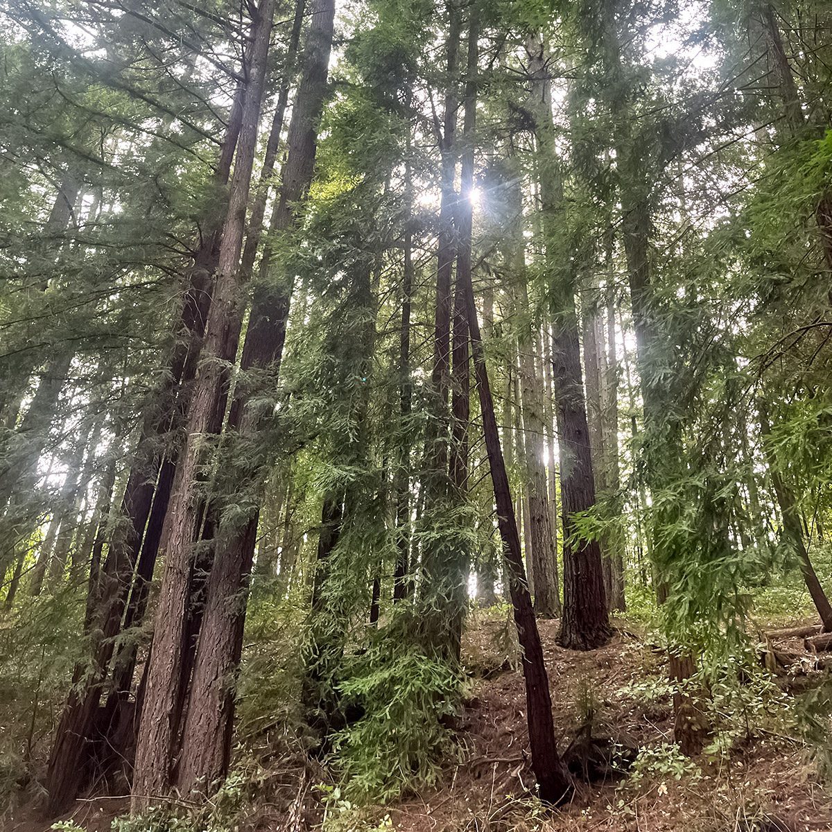 Tall redwood trees in a dense forest with sunlight filtering through the branches, casting light and shadows on the forest floor covered in ferns and fallen leaves.