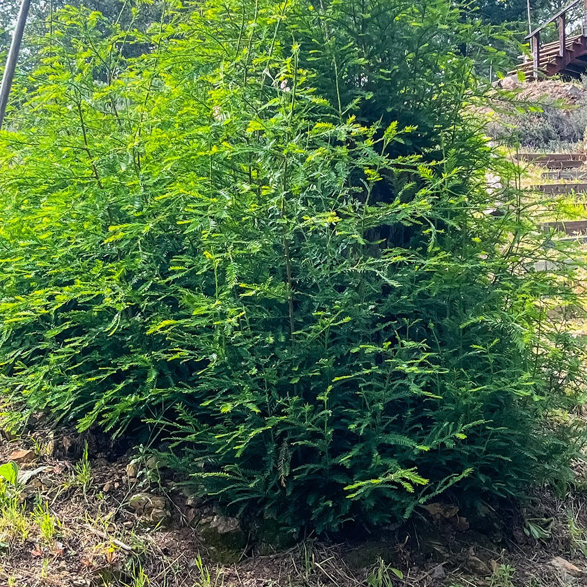 Dense green bushes with thin, upright stems and feathery leaves grow on a grassy, slightly sloped area. Wooden steps and a railing are visible in the background, leading uphill.