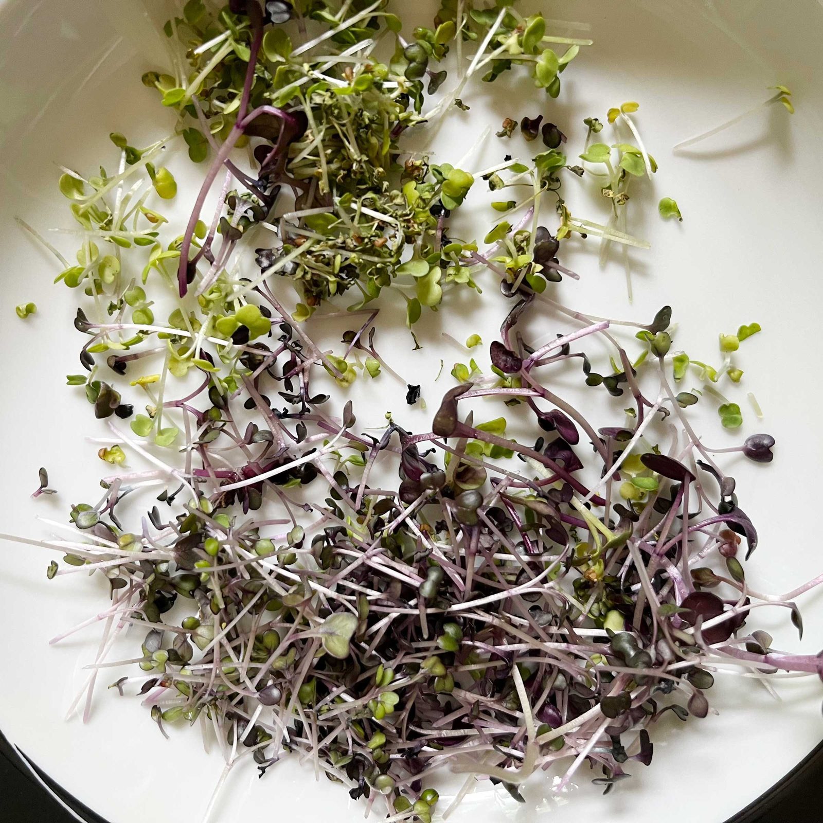Gardyn Microgreens Growing Kit Review