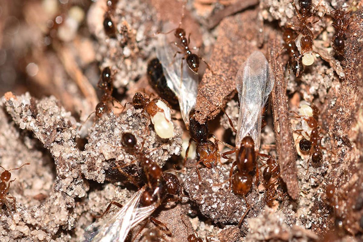 Watch Out For These Invasive Insect Species In 2025