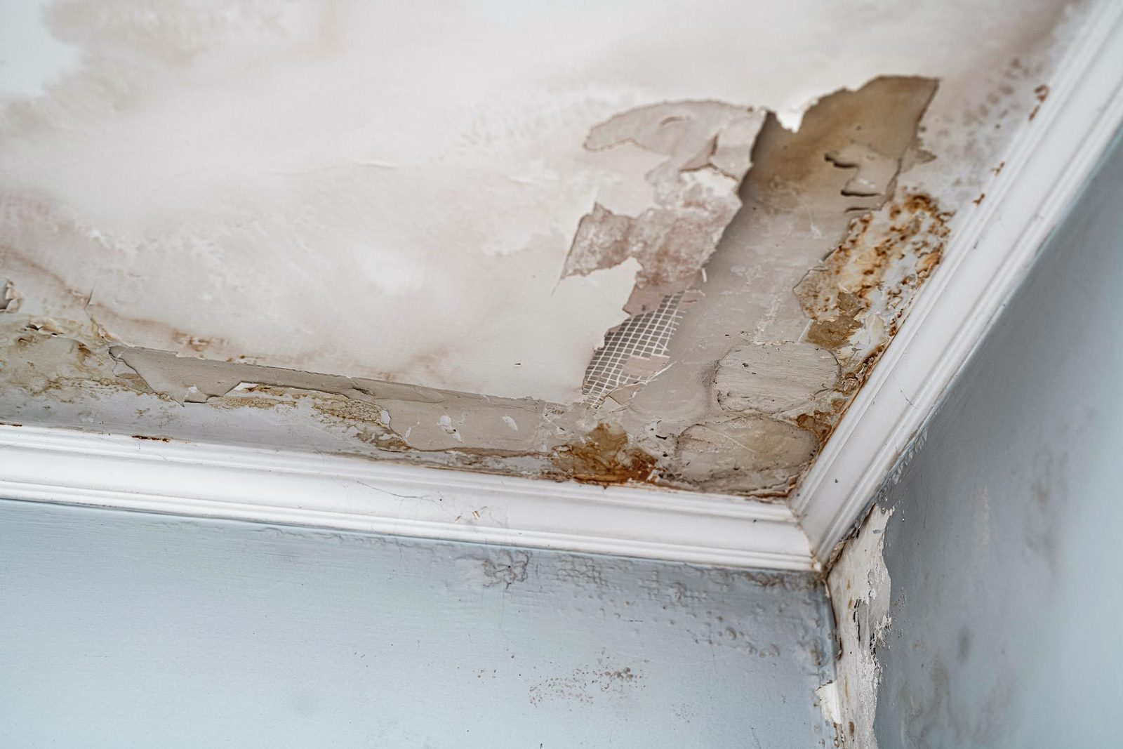 Is that Mold Your Are Smelling in Your House?