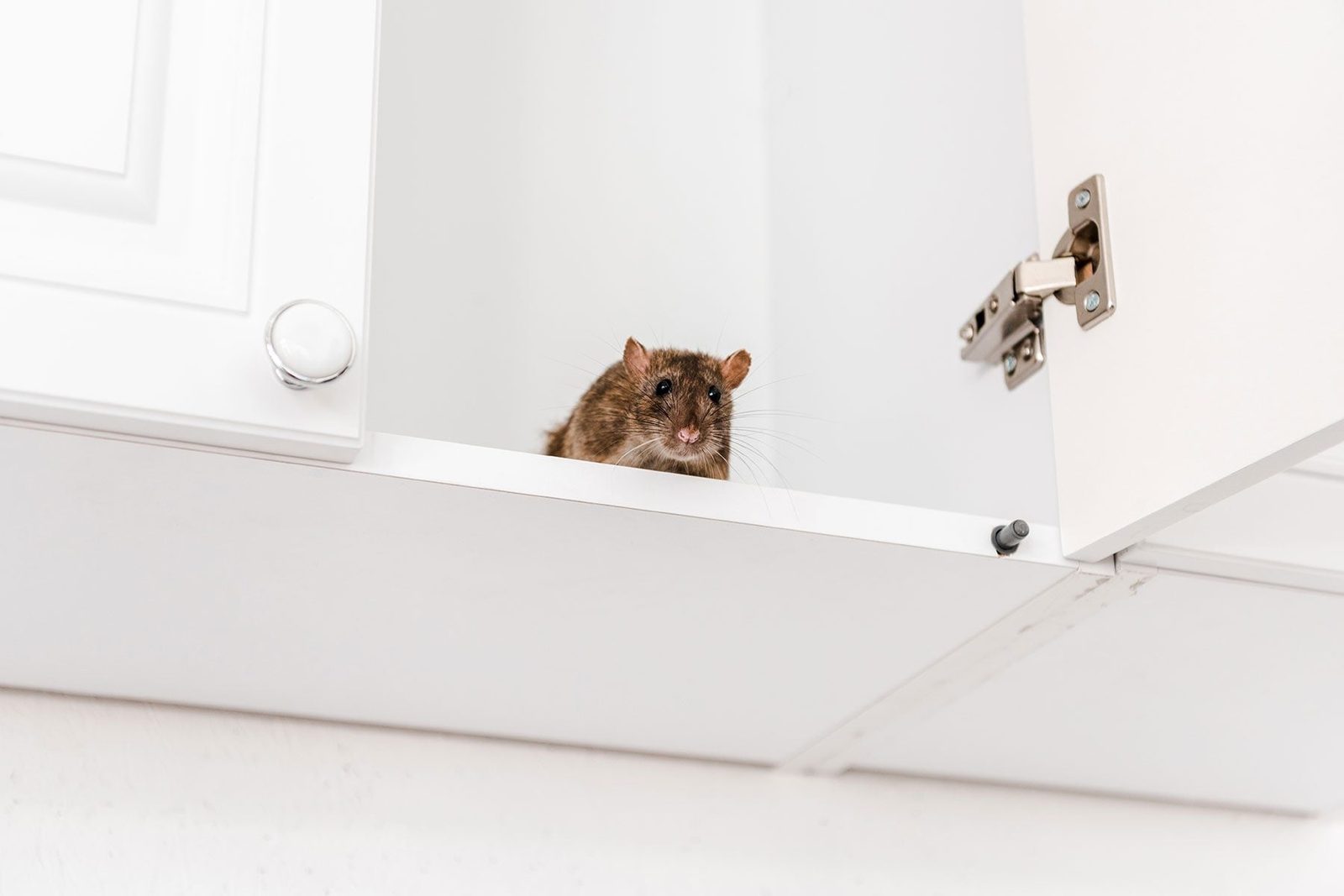 A brown rat sits on a white kitchen cabinet shelf, peering out from behind an open cabinet door in a bright, minimalistic environment.