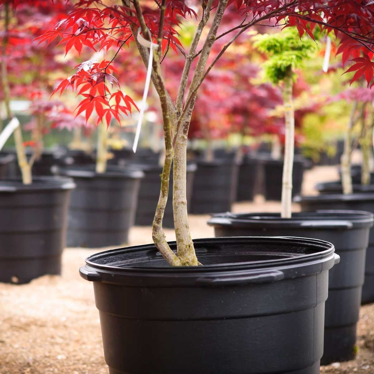Red maple trees grow in black pots, showcasing vibrant foliage, amidst a nursery setting filled with similar containers and a sandy ground.