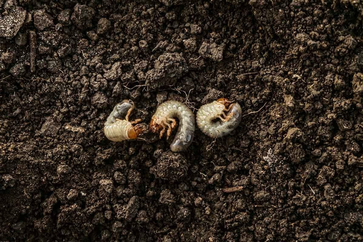 Larvae are burrowing through dark soil, appearing wriggly and segmented amidst small rocks and organic matter surrounding them.