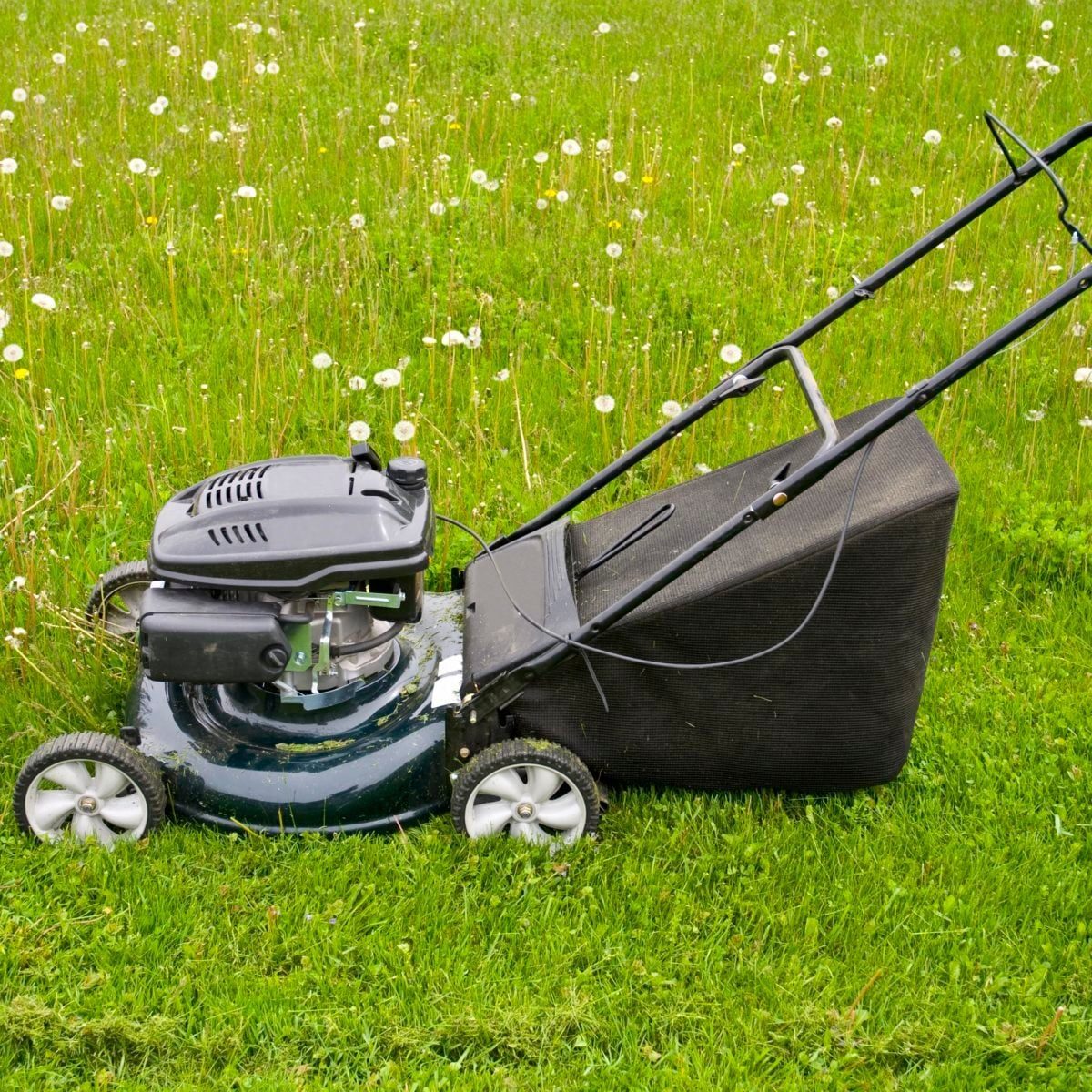 What Is the Best Height to Cut Grass? What to Know
