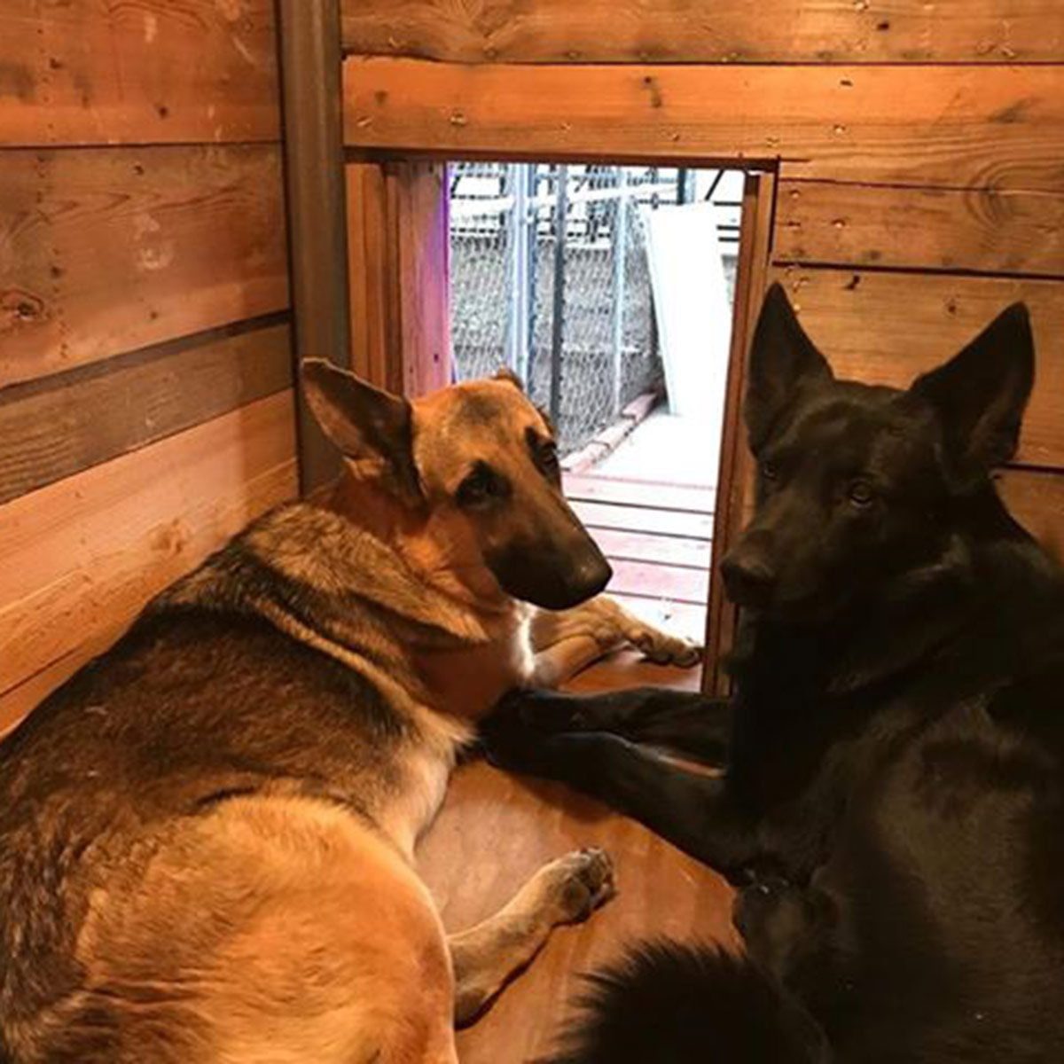 Two dogs, one tan and one black, lie together inside a wooden enclosure, resting calmly near an opening that leads outside.