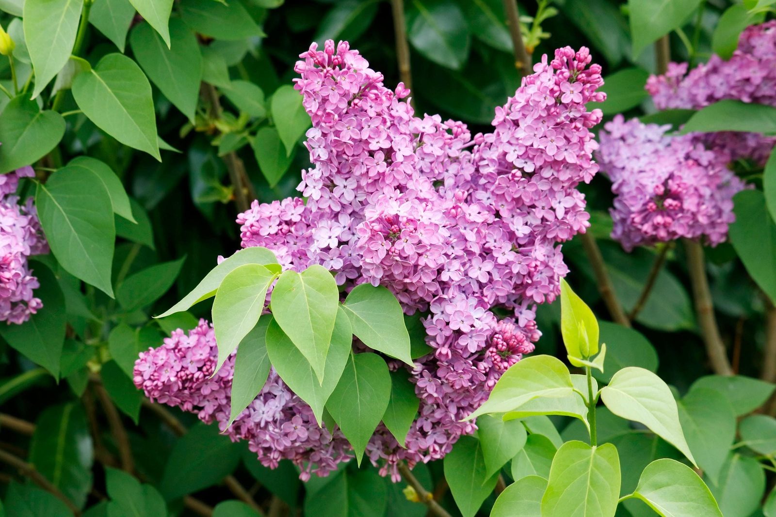Clusters of vibrant purple lilac flowers bloom among lush green leaves in a garden, showcasing a thriving natural environment.