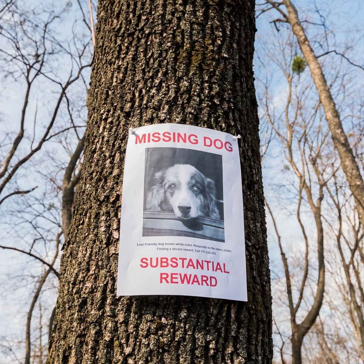 A poster on a tree displays a missing dog notice, with a black-and-white photo and "SUBSTANTIAL REWARD," set against a background of bare tr