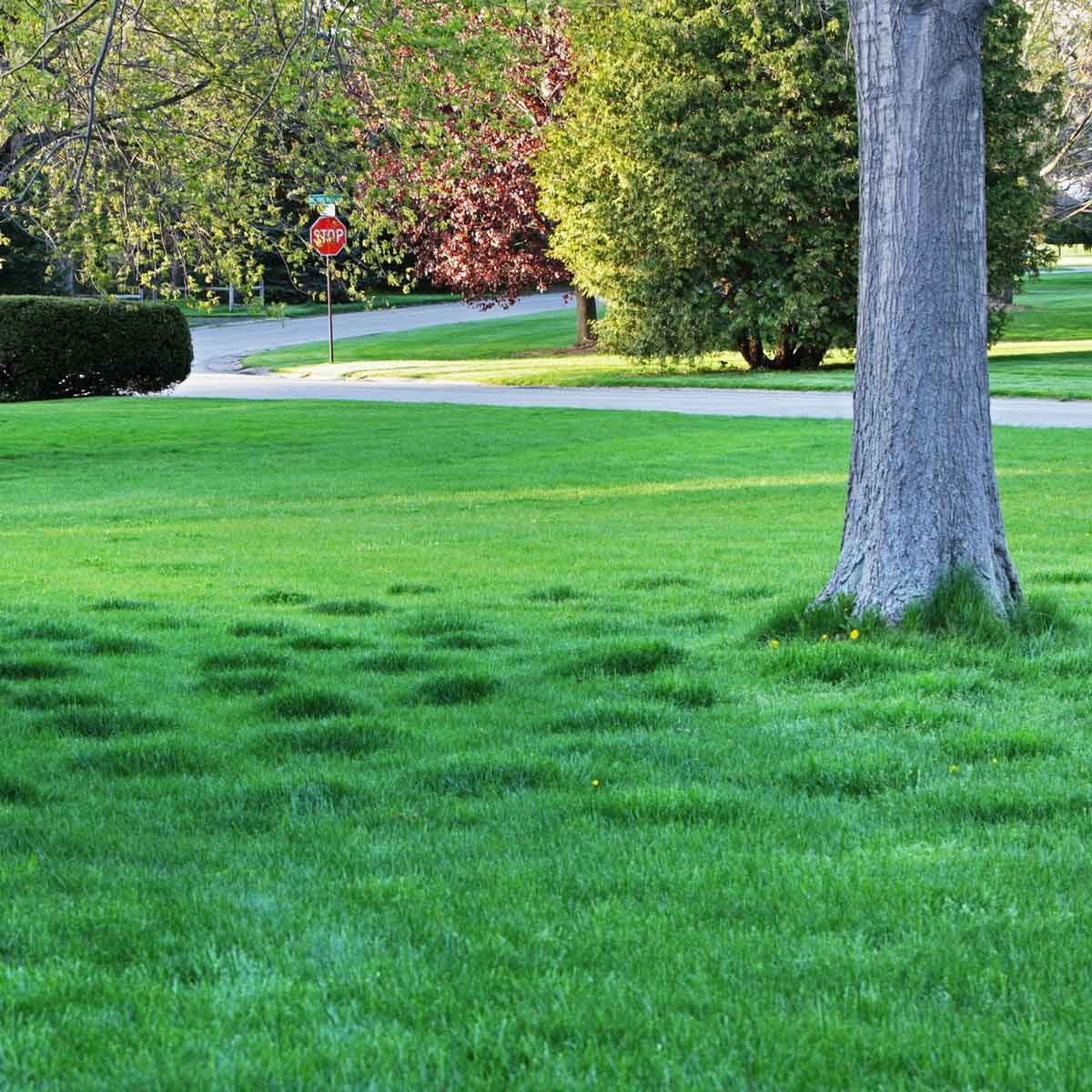 A sturdy tree stands on lush green grass, while a street curves nearby, marked by a visible stop sign amidst trees and shrubs.