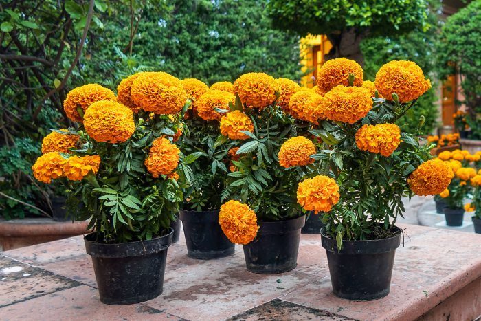 What is the Difference Between Annuals, Perennials and Biennials