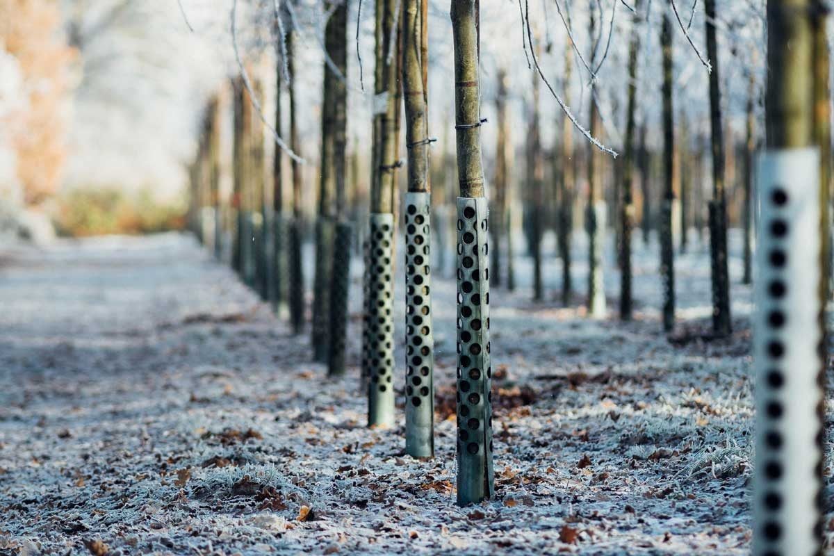 Tree trunks stand upright, encased in protective tubes, surrounded by a frost-covered ground and scattered autumn leaves, in a serene, woode
