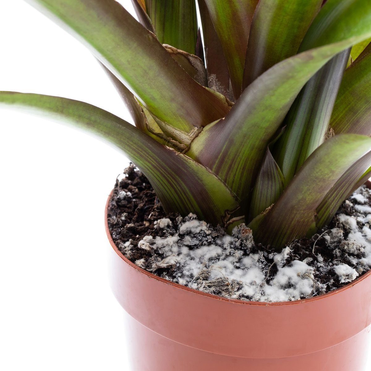 A potted plant with long green leaves is positioned, displaying white mold on the soil surface within a brown plastic pot.